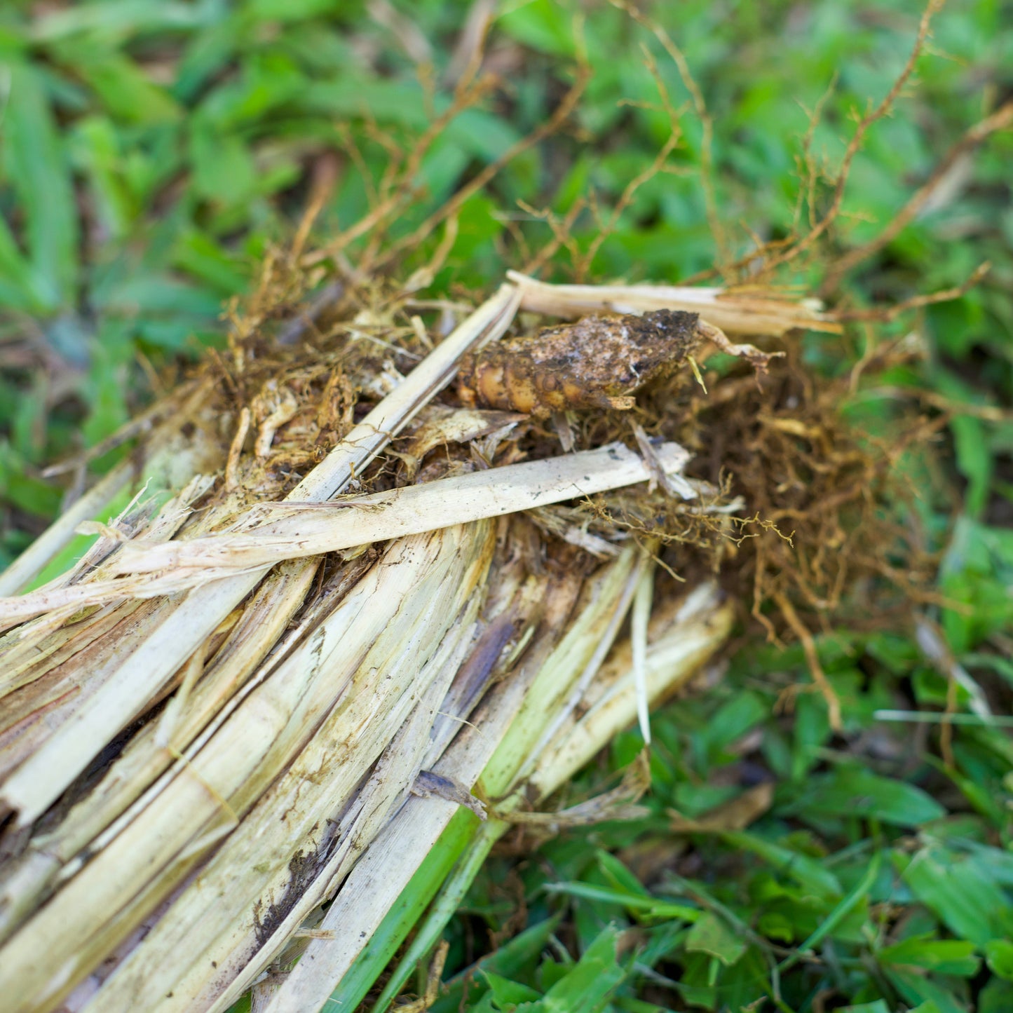 Vetiver Hydrosol